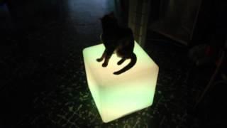 LED Lighted Cube Chair 8 colors