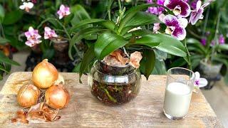 The Simplest Way To Take Care Of Orchid Orchid To Have Long Lasting Abundant Flowers