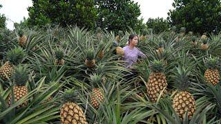 Harvesting Pineapple and Making Pineapple Fried Rice!