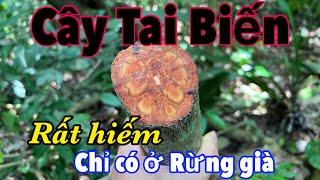 Thập Chỉ Hồng, Dây Thuốc Quý Chỉ Có Ở Rừng Già, Đừng Bỏ Qua Các Bác Nhé | CTVC