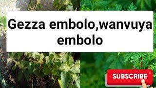 Eddagala eligezza embolo,eliwanvuya embolo eligumya embolo nga eyimye