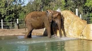 Elephant Cooling Off His Head