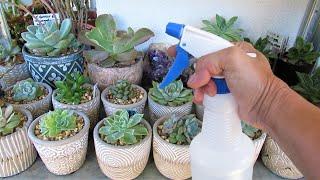 Easiest Way To Water Succulents In Pots