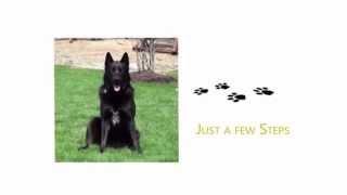 Dog Training Richmond VA - (804) 214-7300