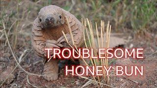 Honey Bun the pangolin: The naughty 'dinosaur' you've never heard of - BBC