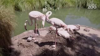 Meet the newest addition to our flamingo flock!