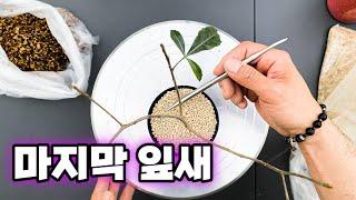 바오밥 마다가스카렌시스 분갈이 / Adansonia madagascariensis Rooting REPOTTING