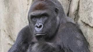 A TRUE FRIEND -- RIP HARAMBE (TRIBUTE SONG)