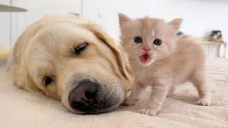 TINY KITTEN Is The Boss Of His Lovely DOG!