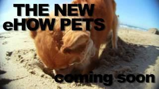 eHow Pets: Can You Dig It?