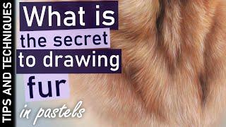 How to draw highly detailed fur in pastels | Tips guaranteed to make a difference