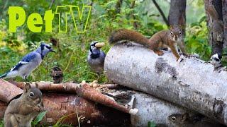 Entertain Your Cat or Dog with Pet TV | Sneaky Squirrels and Beautiful Birds in the Forest