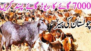 Visit To Cholistan For Pure Cholistani Cow || Global Village Farming