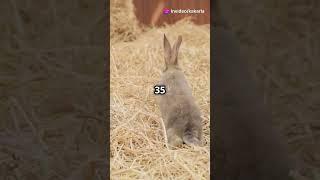 Cool facts of bunny  #RabbitFacts#AmazingFacts#Rabbits#BunnyLove#AnimalFacts##FunFacts#PetRabbits