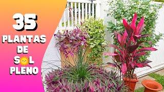 35 PLANTAS de SOL PLENO / Flores / Jardinagem