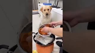 Wash it#dogs #status #shorts #animals #funny #comedy #BOCCHU007