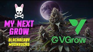 Grow Pilot - Blackberry Moonrocks - Vivosun - VGrow Smart Grow Box