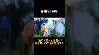 【猫のいろいろ面白い雑学】ペットとして猫の種類の雑学 #猫   #動物雑学 #ペット #shorts