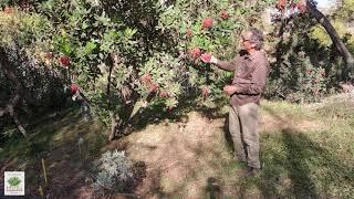 UCRBG California Native Plant Video Series: Toyon