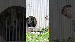 쉬샹사육사 쳐다보며 극대노하는 푸바오