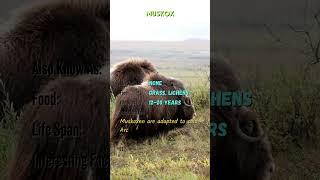 "Meet the Majestic Animals | Animal Name, Facts, and More | YouTube Shorts" #ZB50 #ZoomorphicBytes