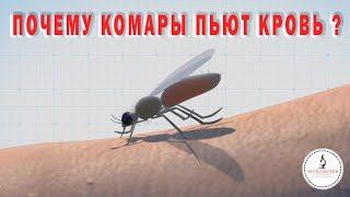 Почему КОМАРЫ СОСУТ КРОВЬ? Why do mosquitoes drink blood?