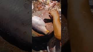 Amazing Knife Skills Fastest Cutting | Carp Fish Cutting In in Fish Market #short #shortvideo