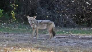 Rick Perry Kills Coyote w/ Laser-Sighted Pistol