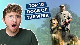 Dog Performs CPR to Save Their Human | Top 10 Dogs of the Week!