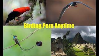 Birding Peru Anytime. The best birding and bird photography in Peru in only 5 days.