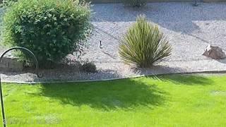 Roadrunner in backyard