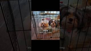 The evolution of my puppies  two were always a team until now  #flyhighcoco
