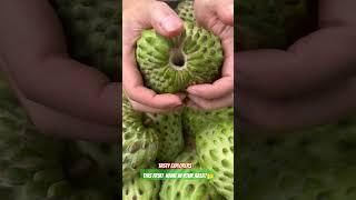 Fresh Custard Apple: A Precious Taste of Nature  #fruits #custardapple #custard