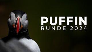 Puffins at Runde Island | Bird Photography | BioFoto