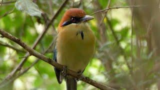 Russet-crowned Motmot in Guatemala