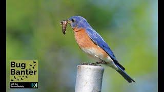 Episode 27: Bugs and Birds: Celebrating World Migratory Bird Day