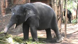 Kerala Forest&Wildlife Department Elephant Rehabilation Centre, Kappukadu