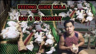 FEEDING GUIDE PARA SA  BROILER CHICKEN MULA DAY ONE HANGANG HARVEST | KAHALAGAHAN NANG UNLI FEEDING.