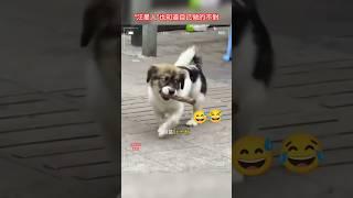 “汪星人”也知道自己做的不對。 #人間煙火 #汪星人 #搞笑 #animals #cute   #funny