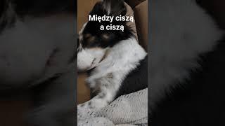 #Między ciszą a ciszą#Cat #Cat Amber #Amber