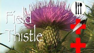 Field Thistle: Edible & Medicinal