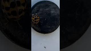 Ladybug on the Run: Circling Into Fall 