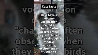 Purrfect Cat Facts #behavior #pets #adorable