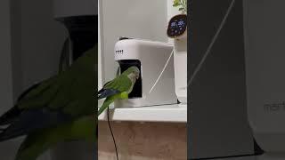 #parrot #birds #love #cute #калита #animals #funny #лео #улети #попугай