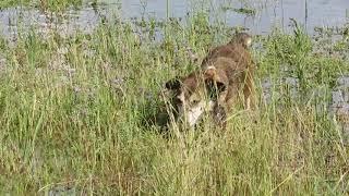 mi perra lila camina por la laguna