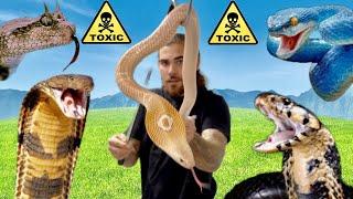 Moving My Entire VENOMOUS SNAKE Collection! Cobras, Vipers and more!