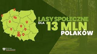 Mamy mapy miejsc lasów społecznych wokół największych polskich miast