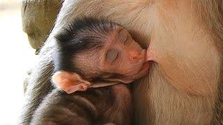 Good Drinking And Sleeping Cute Baby Monkey Jason And Good Take Care By Mom Jill