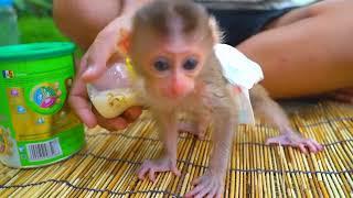 Little Boy Get Milk for Adorable Babe Rose in Morning.