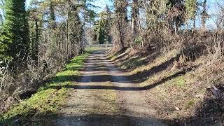 Schöner Wald Spaziergang. Spazieren im sonnigen Winter